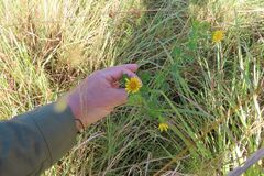Berkheya speciosa, photograph (c) Bruno - Yolande Zanette, some rights reserved (CC BY)