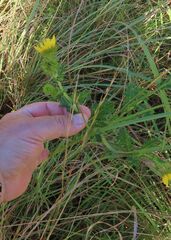 Berkheya speciosa, photograph (c) Bruno - Yolande Zanette, some rights reserved (CC BY)
