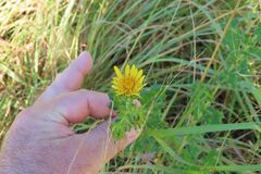 Berkheya speciosa, photograph (c) Bruno - Yolande Zanette, some rights reserved (CC BY)