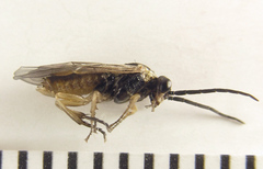 Euura viduatina