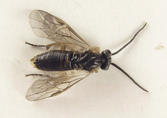 Euura viduatina