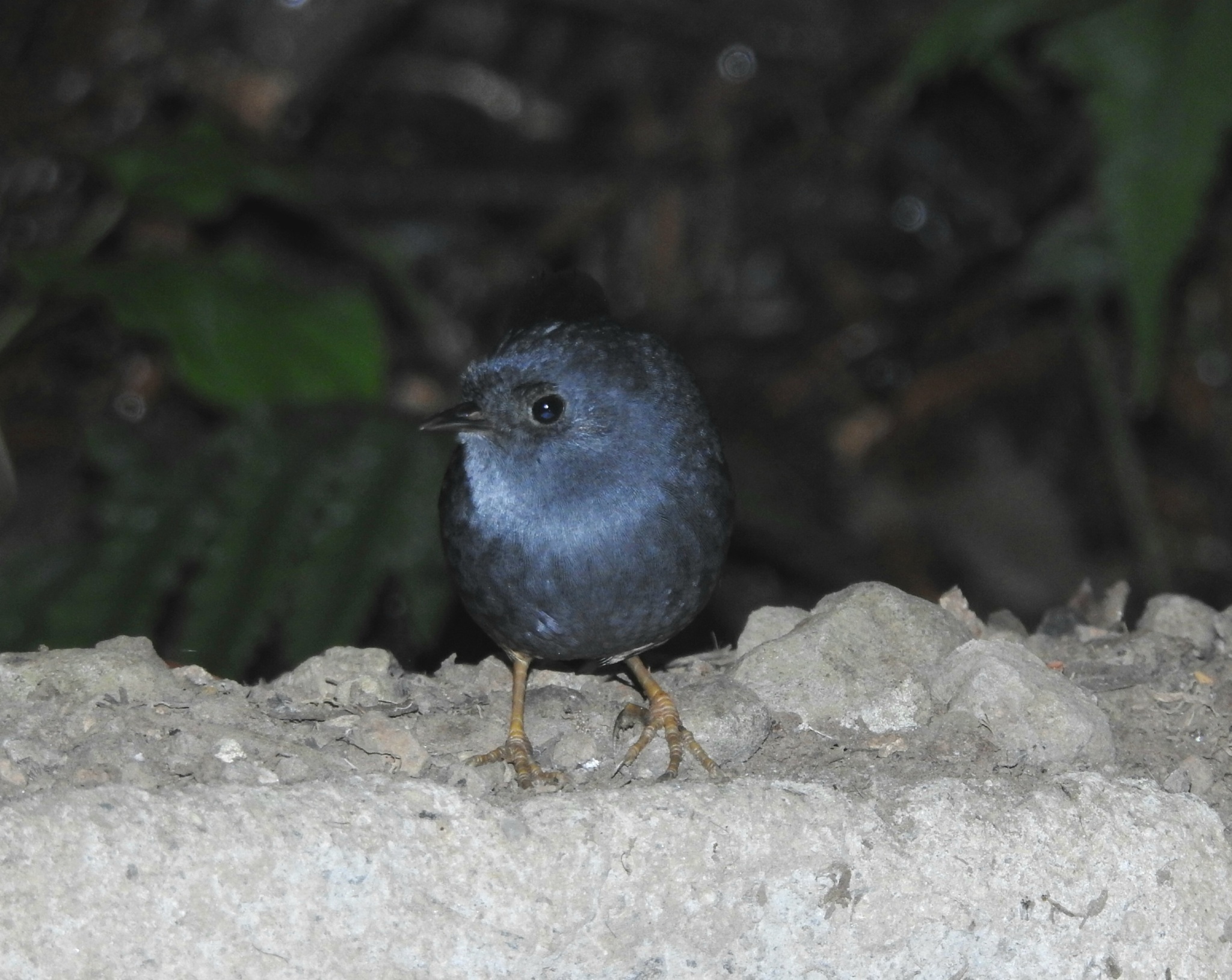 Planalto Tapaculo (Scytalopus pachecoi), photo 2
