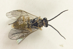 Euura viduatina
