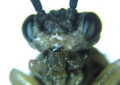 Euura viduatina