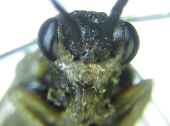 Euura viduatina