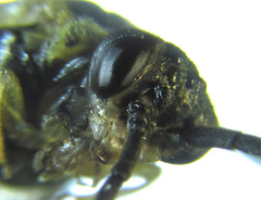 Euura viduatina