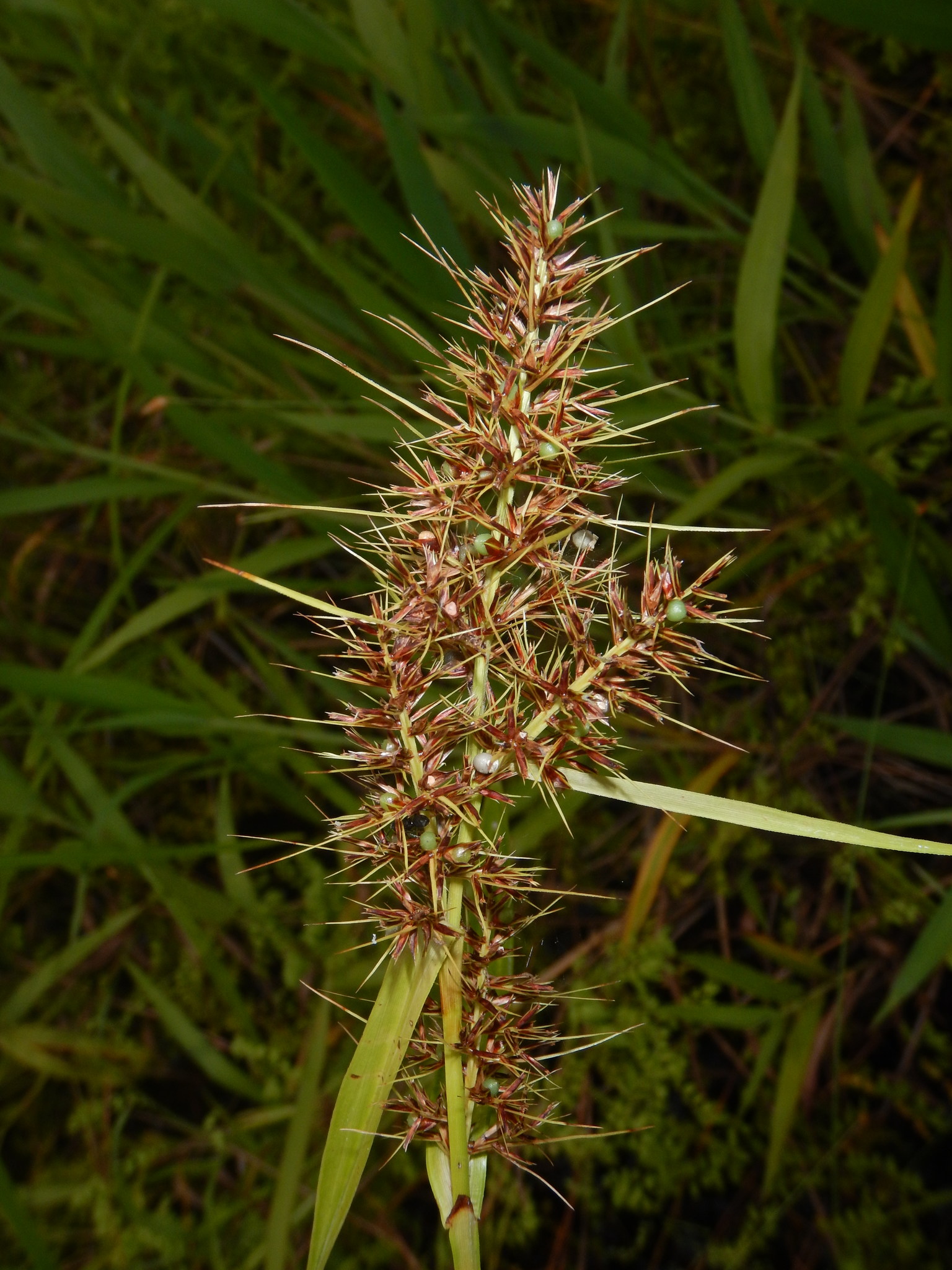 Scleria ciliaris