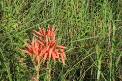 Aloe cooperi