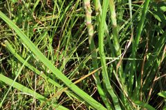 Aloe cooperi, photograph (c) Bruno - Yolande Zanette, some rights reserved (CC BY)