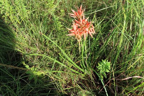 Aloe cooperi, photograph 1