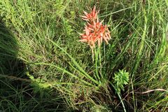Aloe cooperi, photograph (c) Bruno - Yolande Zanette, some rights reserved (CC BY)