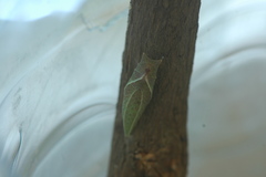 Graphium angolanus baronis