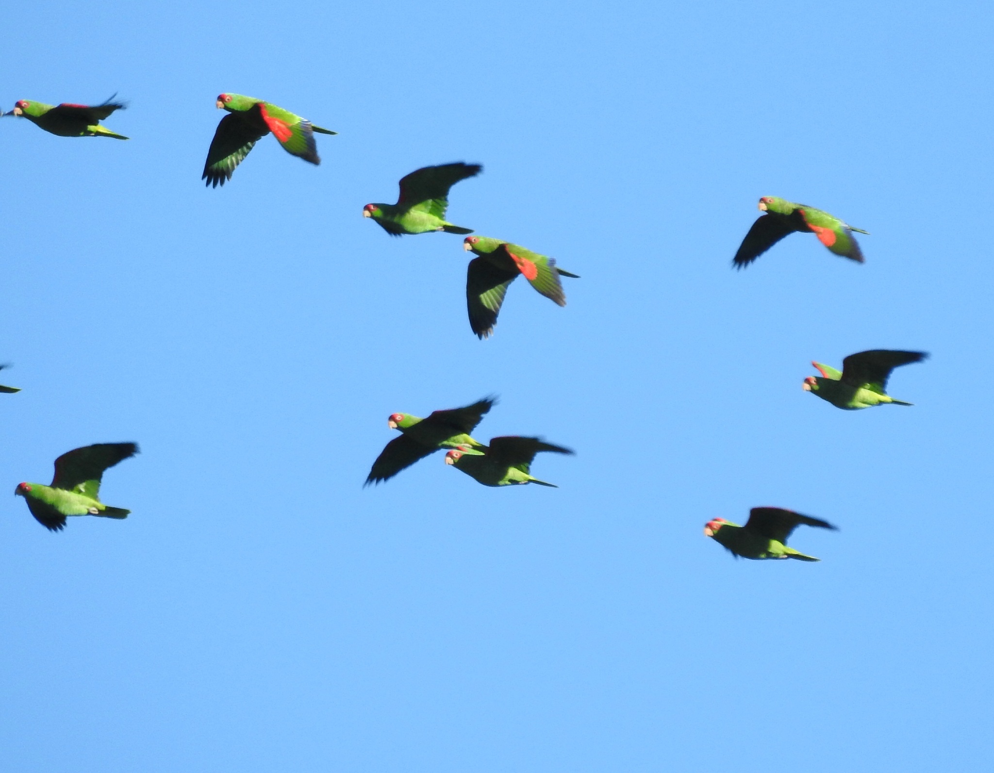 Red-spectacled Amazon (Amazona pretrei), photo 2
