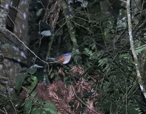 Grey-throated Warbling Finch (Microspingus cabanisi)