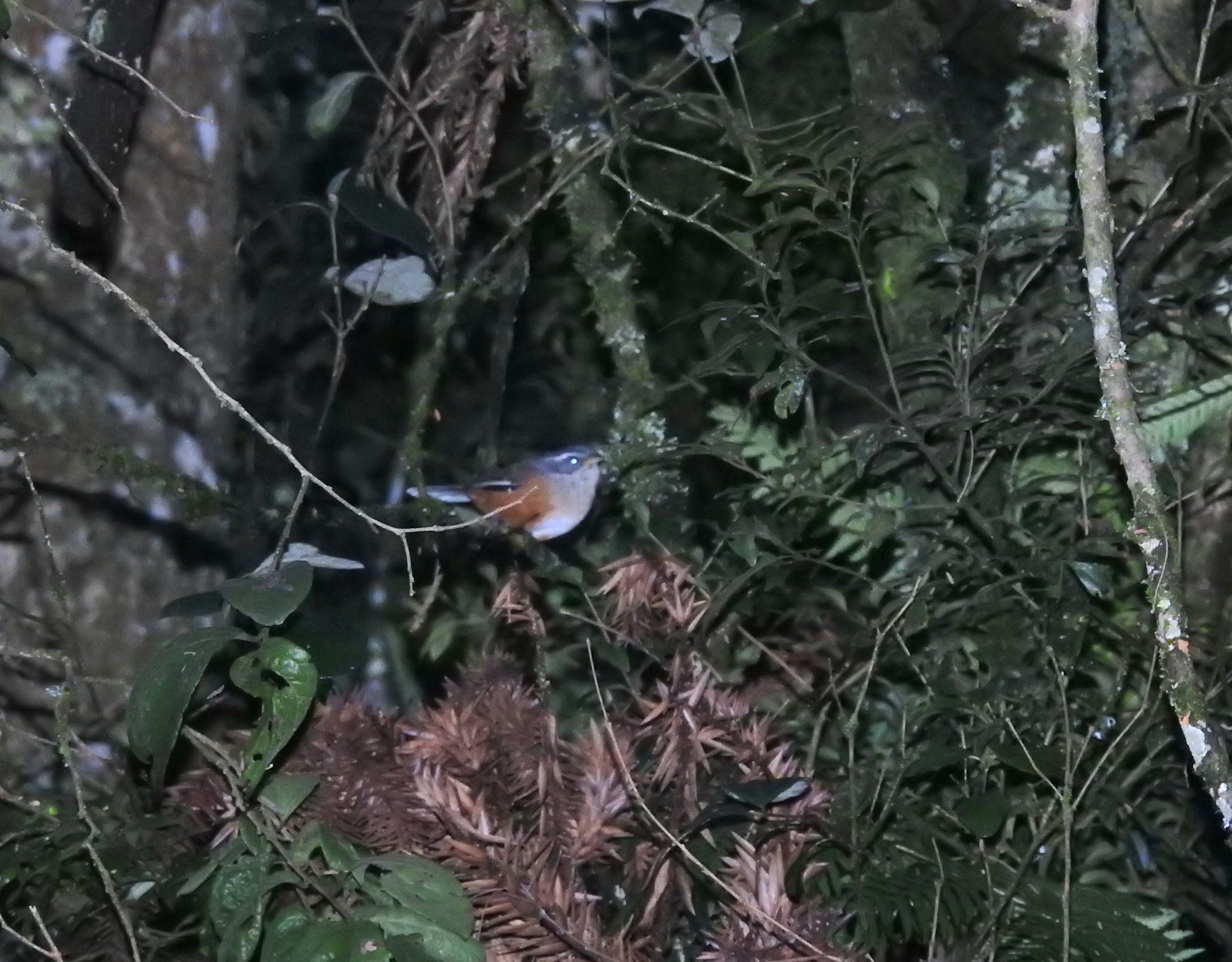 Grey-throated Warbling Finch (Microspingus cabanisi), photo 1