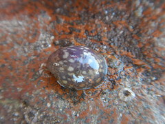 Neripteron violaceum