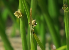 Cyperus laevigatus