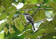 Hemipus hirundinaceus