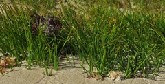 Cyperus laevigatus