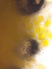 Sphaerellopsis filum