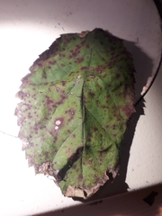 Sphaerellopsis filum