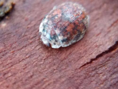 Australian Tortoise Beetle photo 6