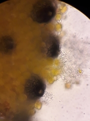 Sphaerellopsis filum