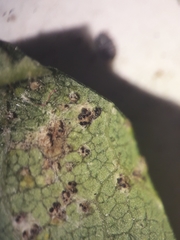 Sphaerellopsis filum