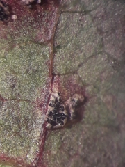 Sphaerellopsis filum