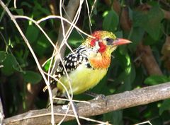 Trachyphonus erythrocephalus