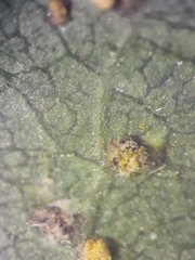 Sphaerellopsis filum
