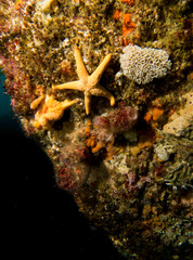 Nectria macrobrachia