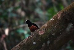 Copsychus stricklandii stricklandii