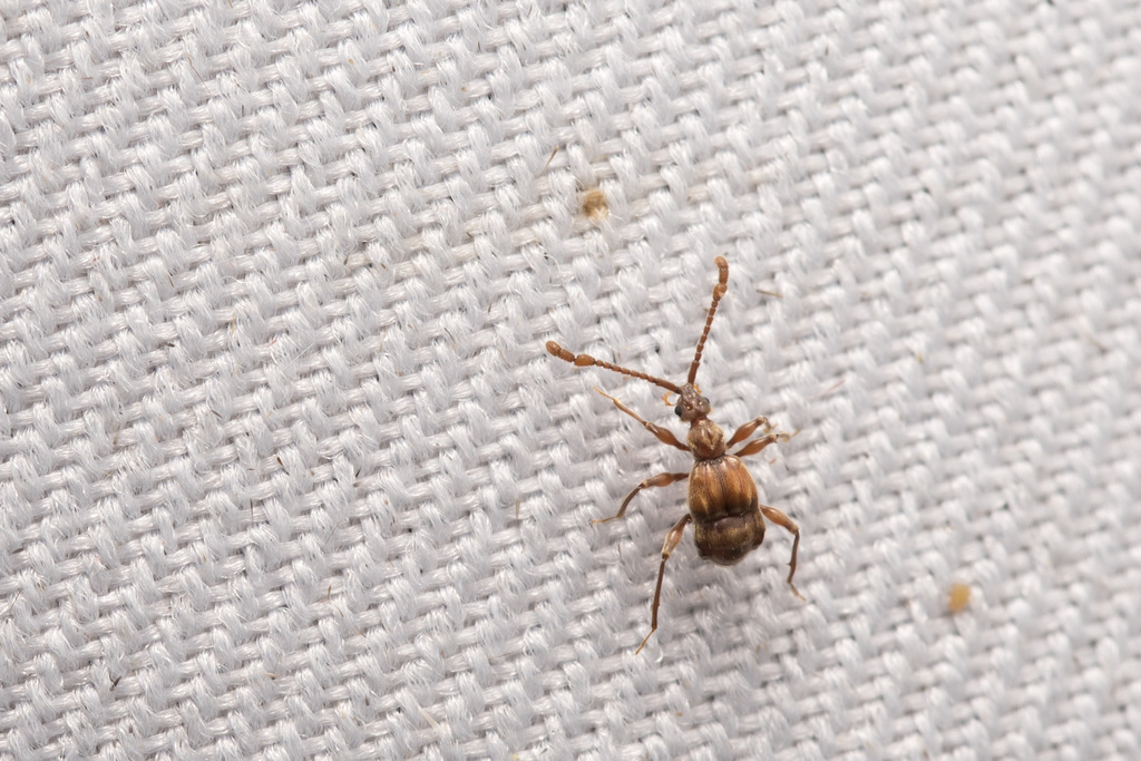 Pselaphodes linae