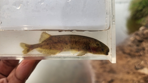 Brienomyrus elephantfish (Brienomyrus brachyistius) — Mormyridae — 3