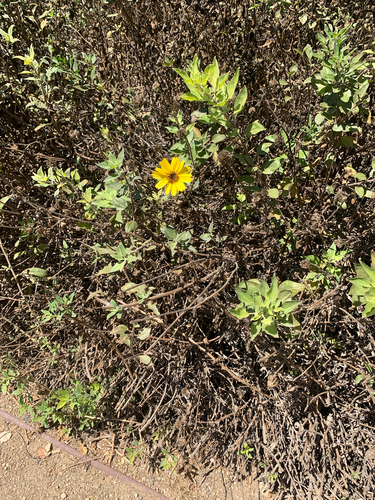 iNaturalist observation photo of California brittlebush