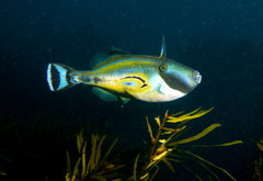 Meuschenia hippocrepis