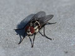 Anthomyia procellaris