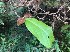Mallotus claoxyloides
