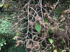 Mallotus claoxyloides