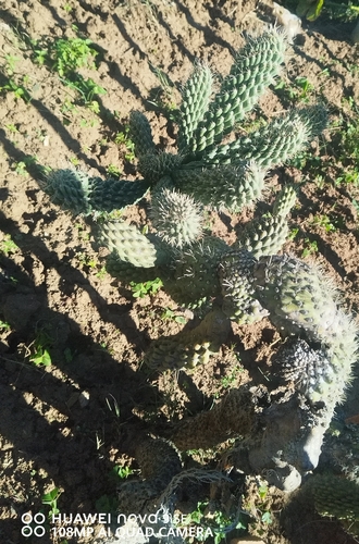 Boxing Glove Cholla