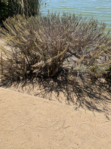 iNaturalist observation photo of California sagebrush