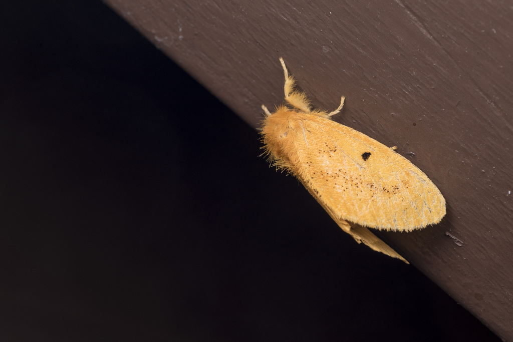 Euproctis nigricauda