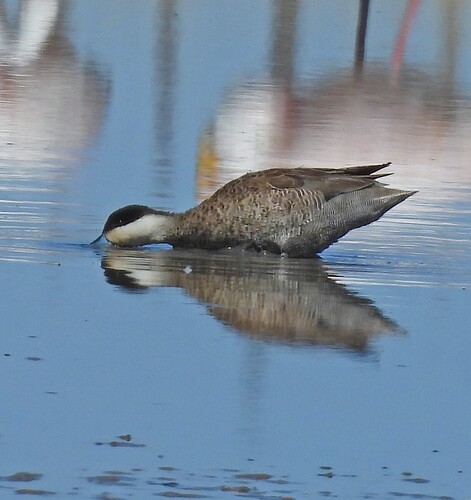 Puna Teal (Spatula puna), photo 7