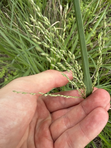 Panicum coloratum observed 2026-04-27