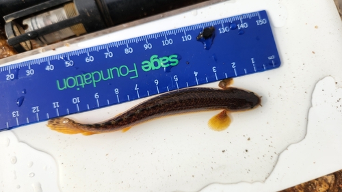 Marbled bichir (Polypterus palmas) — Polypteridae — 2