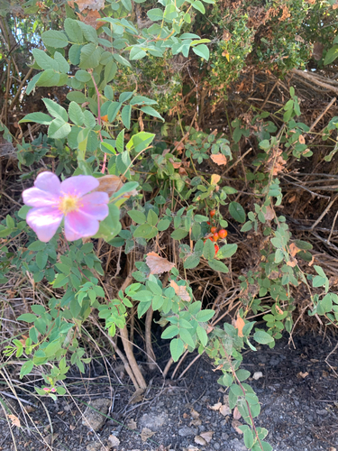 iNaturalist observation photo of California Wild Rose