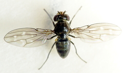Scatella