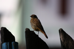 Phoenicurus phoenicurus