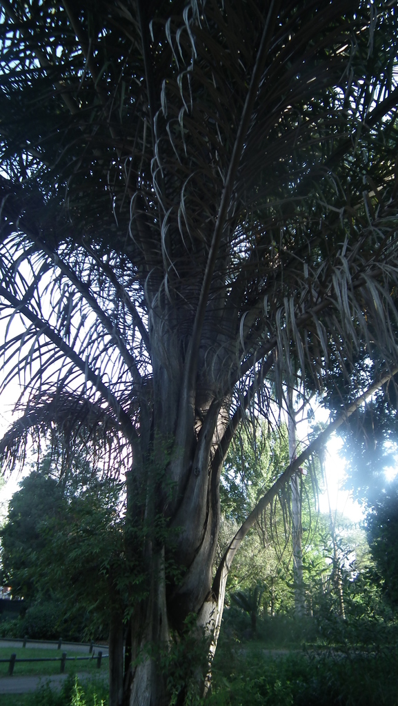 Raphia palms